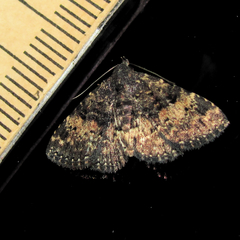 Metalectra diabolica