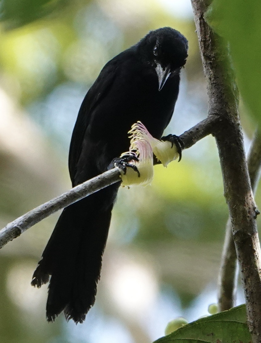 Velvet-fronted Grackle (Lampropsar tanagrinus), photo 6