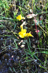 Erythranthe microphylla