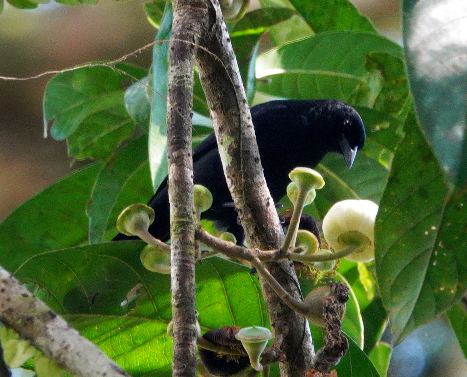 Velvet-fronted Grackle (Lampropsar tanagrinus), photo 7