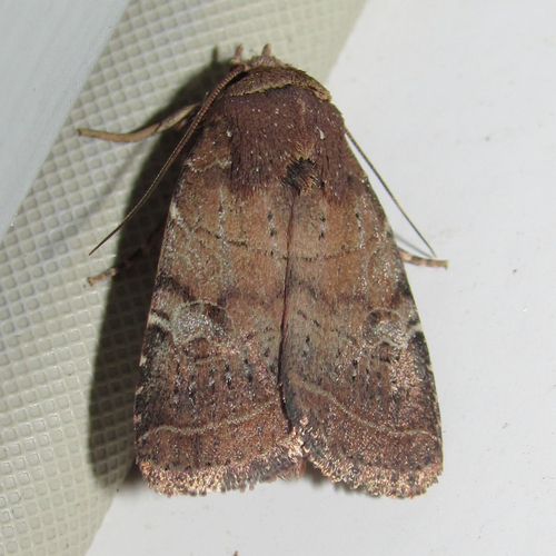 Orthodes furtiva McDunnough, 1943