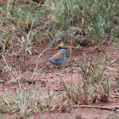 Uraeginthus cyanocephalus