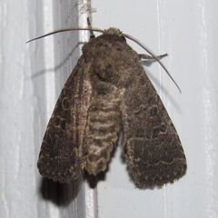 Protorthodes texicana