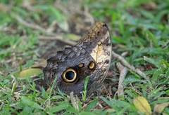 Caligo telamonius