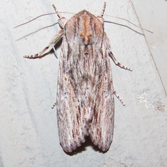 Spodoptera albula