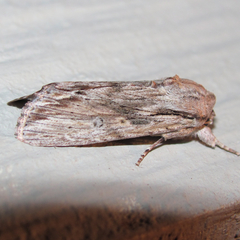 Spodoptera albula