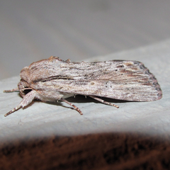 Spodoptera albula