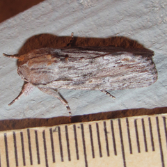 Spodoptera albula