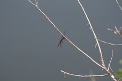 Pantala hymenaea