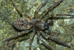 Amaurobioides maritima