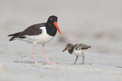 American Oystercatcher photo 5