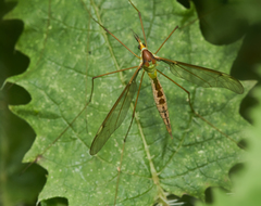 Leptotarsus albistigma