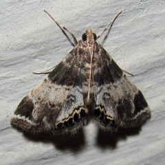 Usingeriessa brunnildalis