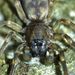 Anyphaenidae - Photo (c) Steve Kerr, μερικά δικαιώματα διατηρούνται (CC BY), uploaded by Steve Kerr