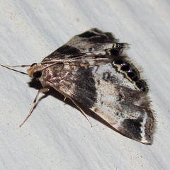 Usingeriessa brunnildalis