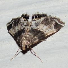 Usingeriessa brunnildalis