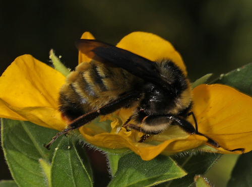 American Bumble Bee photo 6