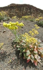 Eriogonum compositum compositum