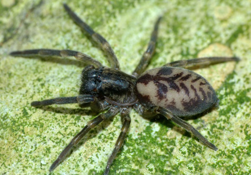 Amaurobioidinae