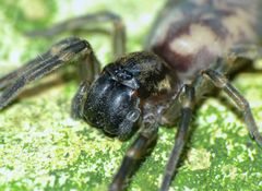 Amaurobioides maritima