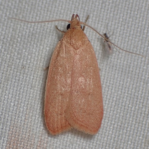 Himmacia huachucella