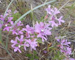 Clarkia pulchella
