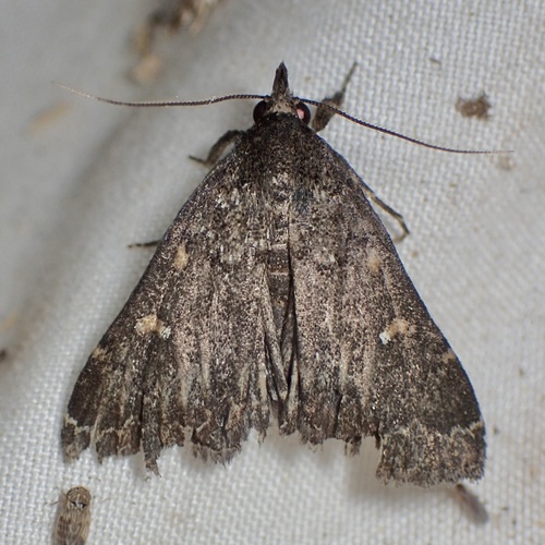 Hypenula caminalis