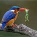 Malachite Kingfisher - Photo (c) Peter Vos, some rights reserved (CC BY-NC), uploaded by Peter Vos