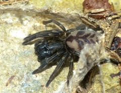 Amaurobioides maritima