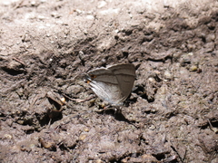 Chrysozephyrus kabrua