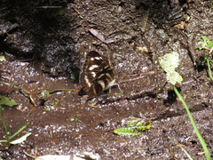 Neptis ilos