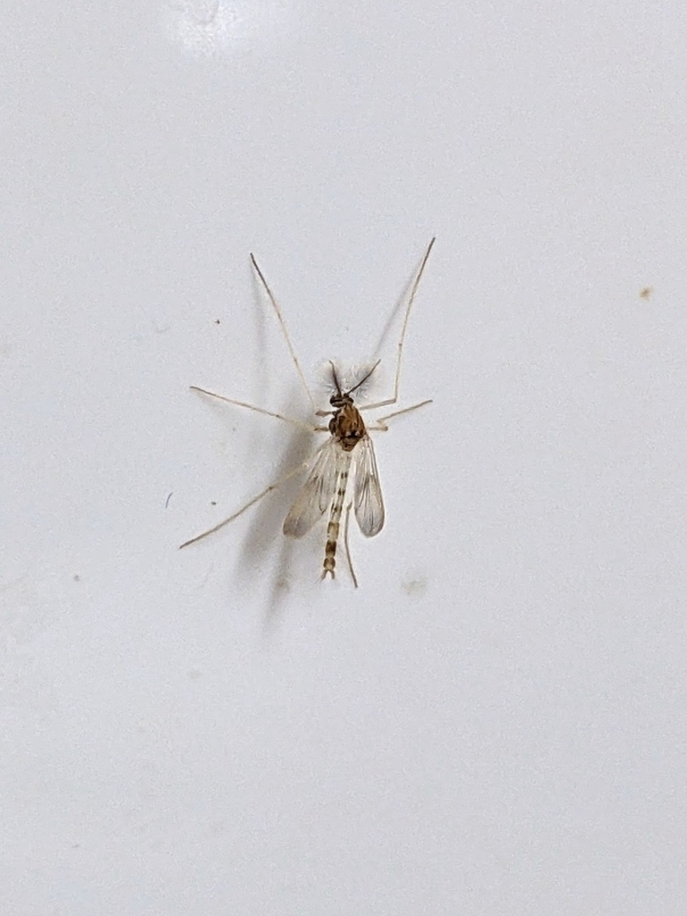 Zavrelimyia nubila