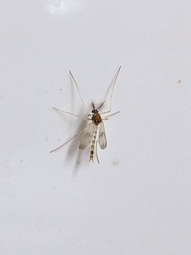 Zavrelimyia nubila
