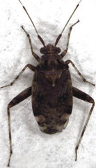 Chinamiris muehlenbeckiae