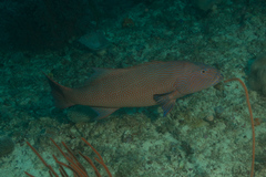 Plectropomus oligacanthus