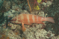 Epinephelus fasciatus