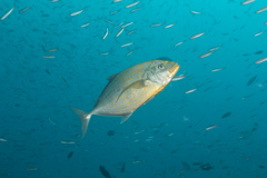Flavocaranx bajad