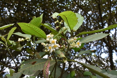Actinidiaceae