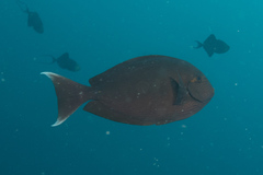 Acanthurus mata