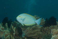 Acanthurus mata