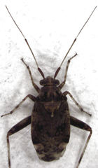 Chinamiris muehlenbeckiae