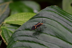 Hypselonotus linea
