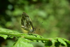 Dismorphiinae