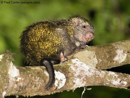 Streaked Dwarf Porcupine (Coendou ichillus) — Data Deficient Mammalia