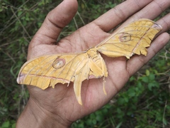 Antheraea