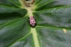 Osteocephalus verruciger