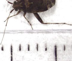 Chinamiris muehlenbeckiae