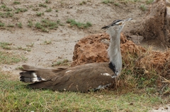 Ardeotis kori struthiunculus