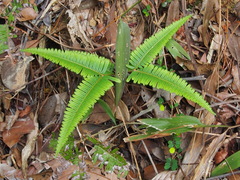 Dicranopteris pedata