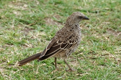 Histurgops ruficauda